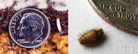 Moth and Carpet beetle larva